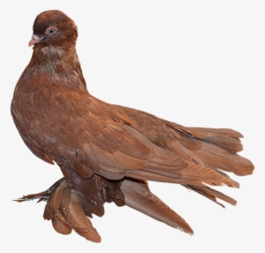 Png, Paloma Red, Paloma, Ave, Feathers - Stock.xchng