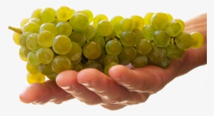 Elk Island Winery - Sultana