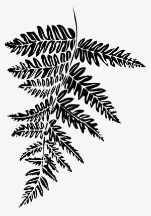 Fern