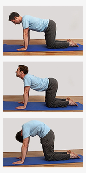 Cat Stretch - Marjariasana Cat Pose