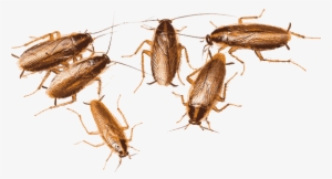 Cucaracha Alemana - 6 Cockroaches