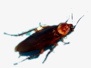 Report Abuse - Leaf Beetle