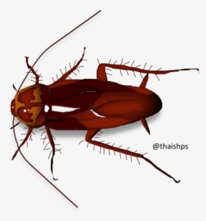 Cucaracha - Baranbaro Somali