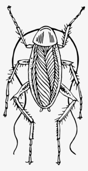 Cockroach - Black And White Cockroach Png