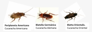 Tipo Cucarachas - Blattella Germanica