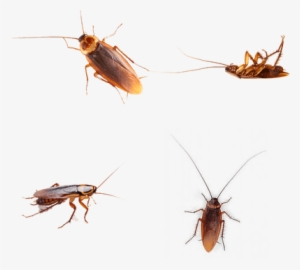 Cockroach