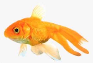 Png Peces - Imagenes Png De Peces