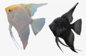 Llamado Científicamente Poecilia Sphenops, Este Pez - Tipos De Peces Png