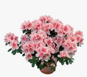 Azalea - Azalea Pianta