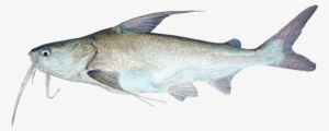 Pez Bagre Png