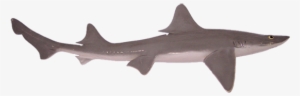 Dogfish D - Pacific Sturgeon