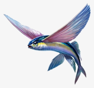 Pezvolador @12jfrk Pez Volador - Flying Fish