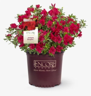 Autumn Bonfire™ Encore® Azalea - Encore Azalea Autumn Bonfire