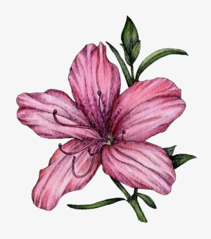 Azalea