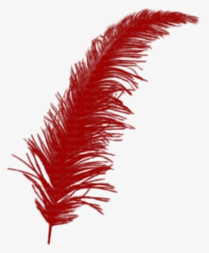 Plume Rouge - Golden Feather Transparent