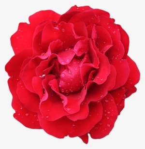 37 Photo Fleurs Rose - Light Red Carnation Png