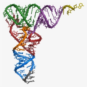 Structural Analysis Of Key Intermediary Between Genetic - Structural Features Of Yeast Phenylalanine Trna