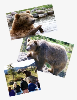 Rsp-b - Grizzly Bear