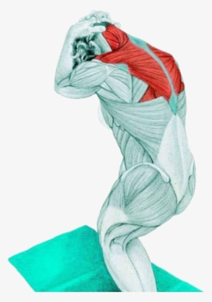 14 Myswimpro Stretch Standing Assisted Neck Flextion - Standing Assisted Neck Flexion Stretch