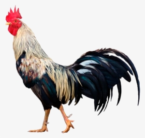 Gallo De Pelea Png