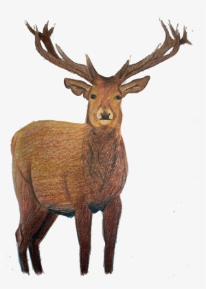 I - Elk