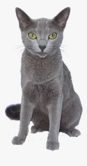Why Choose A Russian Blue Cat To Be The Star Of Your - Russian Blue Cat Png