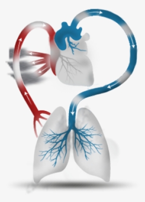 Methamphetamine Use Can Weaken The Heart, Preventing - Illustration
