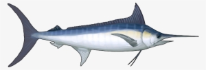 Blue-marlin - Fauna Marina Png