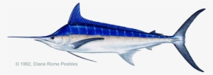 Igfa World Record - Blue Marlin