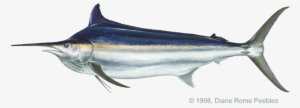Blue And Black Marlin