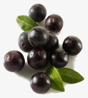 Acai - Açaí Palm