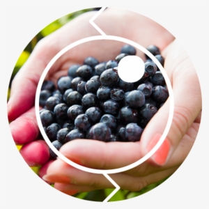 Click Açaí - Blueberry