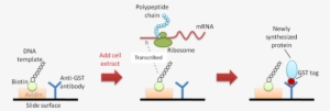 Diagram Of Nappa - Free Vs Membrane Proteins