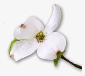 The Bike Path At Dogwood Canyon Is Easy And Paved The - Flower
