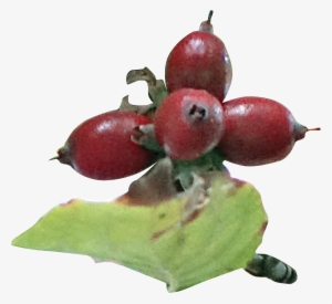 Fruit - Rose Hip