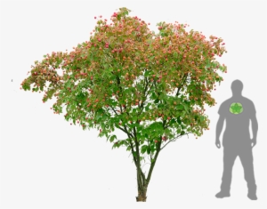 Dogwood Japonaise - Cornus Kousa Png