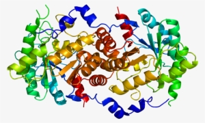 Protein Alad Pdb 1e51