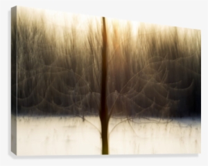Motion Blur Of Trees - Québec