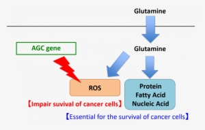 Cancer Cell Metabolism Glutamine