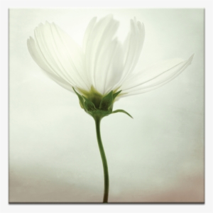 White Cosmos - Global Gallery 'white Cosmos' By Lotte Gronkjaer Framed