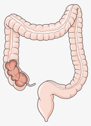 Colon - Colon Png