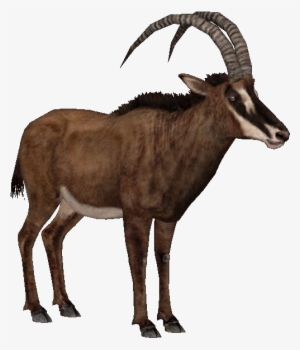 Giant Sable Antelope F - Sable Antelope Png