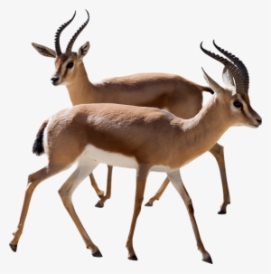 Gazelle Png Photos - Gazelle Png