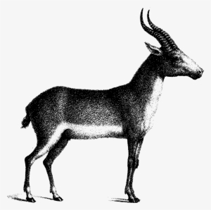 Saiga Antelope - Saiga Antelope Png