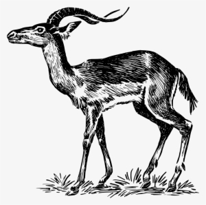 Download Png - Impala Black And White Vector