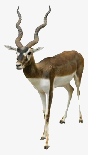 Hd Beautiful Tibetan Antelope Static Png - Blackbuck Png