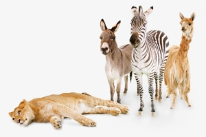 Ultra-high Quality Green Screen Stock Video Of Exotic - Exotic Animal With Transparent Background