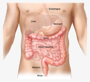 Benefits Of Colon Hydrotherapy - Anus In Human Body