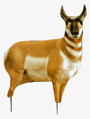 Dsc - Montana Decoy Antelope Buck And Doe Combo Decoy Pack