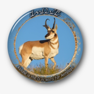 Archive 19 Nov 2016 - Pronghorn Antelope